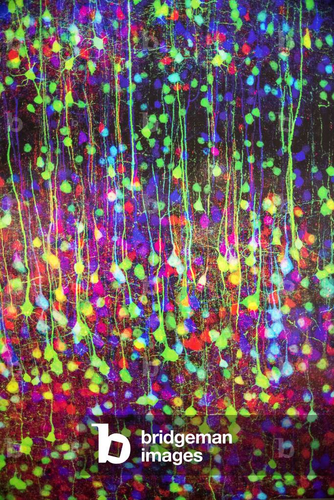 Individual Neurons in the technique brainbow, Brain exhibition MIT Museum, Boston, 2021 (photo)