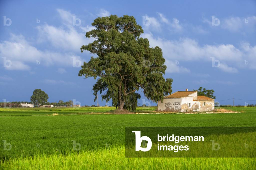 Rice over a flooded paddy field in the Delta del Ebre natural Park, TARRAGONA, 2021 (photo)