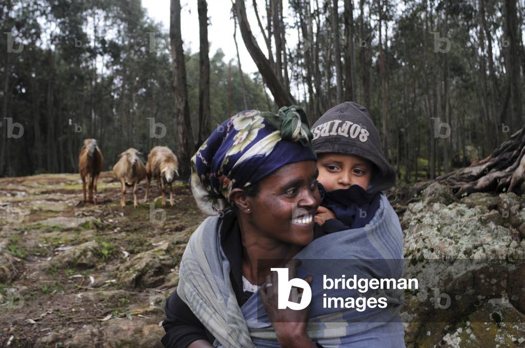 Mount Entoto Eucalyptus Forest above Addis Ababa, Ethiopia (photo)