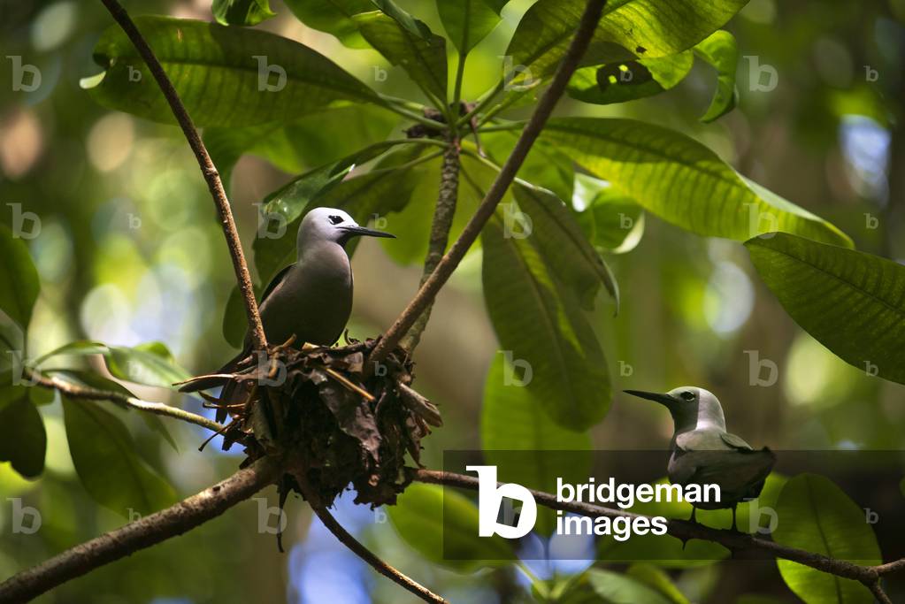 Lesser noddy Anous tenuirostris, sits in its nest, Cousin island, Seychelles (photo)