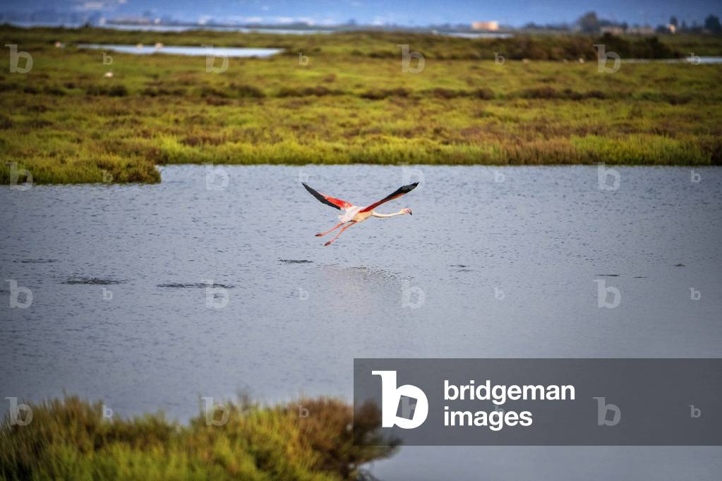 Greater Flamingo in Delta del Ebre natural Park, TARRAGONA, 2021 (photo)