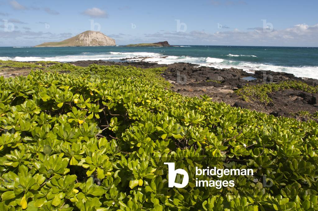 Makapu'u beach at the eastern end of O'ahu, Hawaii (photo)