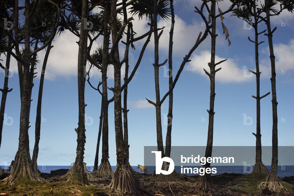 Giant Palms, St Philippe, Reunion Island (photo)
