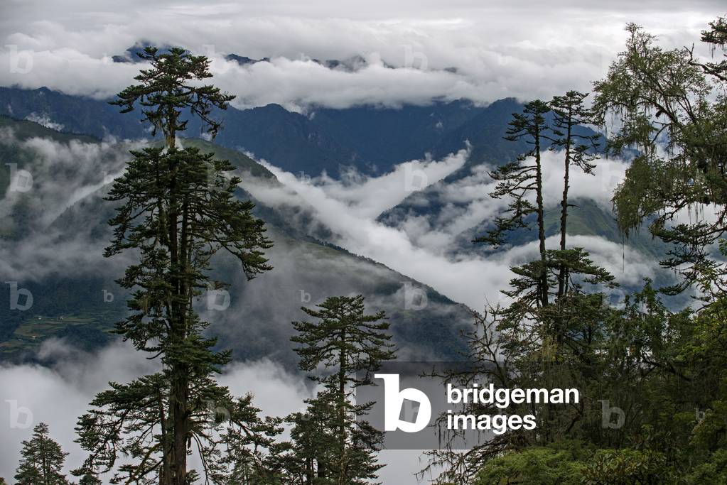 Forest landscape near Yotong La Pass, Bhutan, 2021 (photo)
