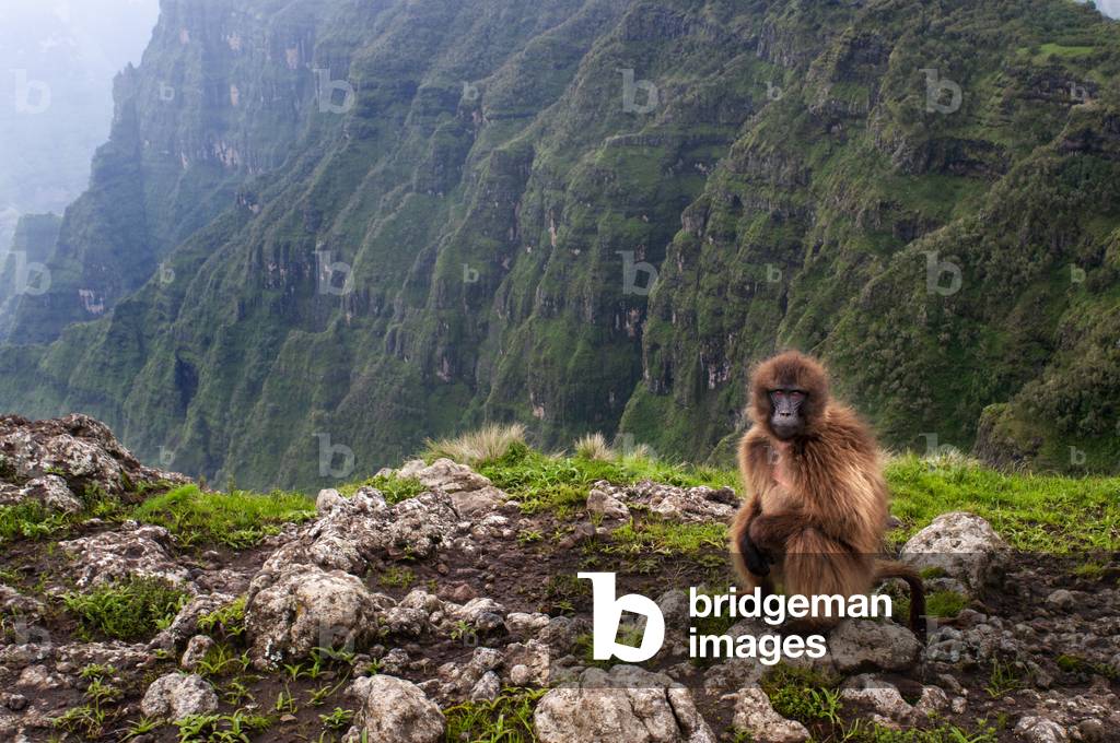 Gelada Baboon Theropithecus Gelada in Simien Mountains National Park, Amhara region, North Ethiopia (photo)