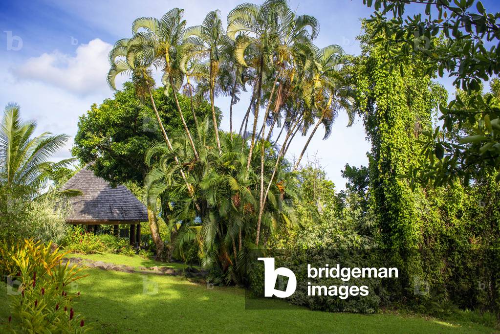 Palm trees at Route de ceinture, Tahiti Nui, Society Islands, French Polynesia, South Pacific, 2020 (photo)