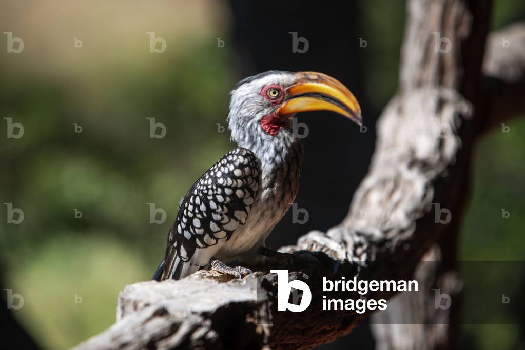 Southern Yellow-billed Hornbill (Tockus leucomelas) sits on branch at sunset in Mashatu game reserve, Botswana, Africa, 2020 (photo)