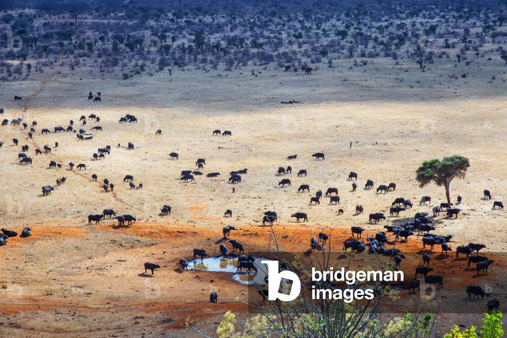 Migration of a group portrait of African buffalos Syncerus caffer herd drinking in front of Voi lodge, aerial view, Tsavo East National Park, Kenya, 2020 (photo)