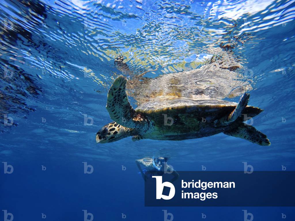 Hawksbill sea turtle under the waters in Seychelles islands.  (photo)