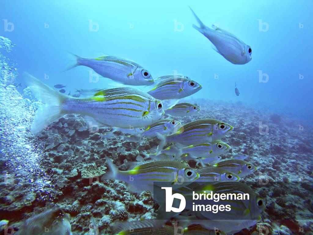 Snorkeling excursion in the shallow waters of the Bora Bora lagoon, Moorea, French Polynesia, Society Islands, South Pacific, Cook's Bay, 2020 (photo)