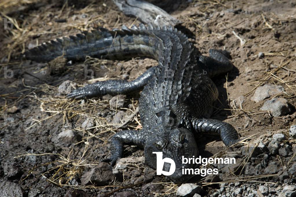 Crocodile, Chobe River, Chobe National Park, Botswana (photo)