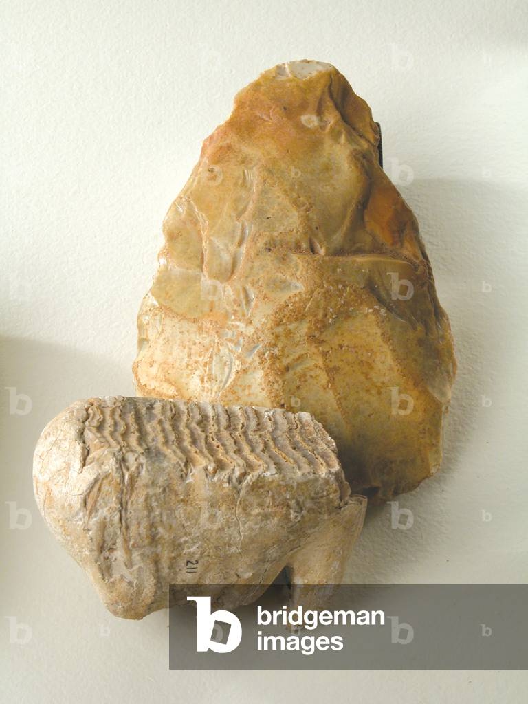 Pleistocene mammoth's tooth, c.50,000 years old from Fisherton, Salisbury, and Palaeolithic hand axe, c.480,000 years old, from Milford, Salisbury (tooth & stone)