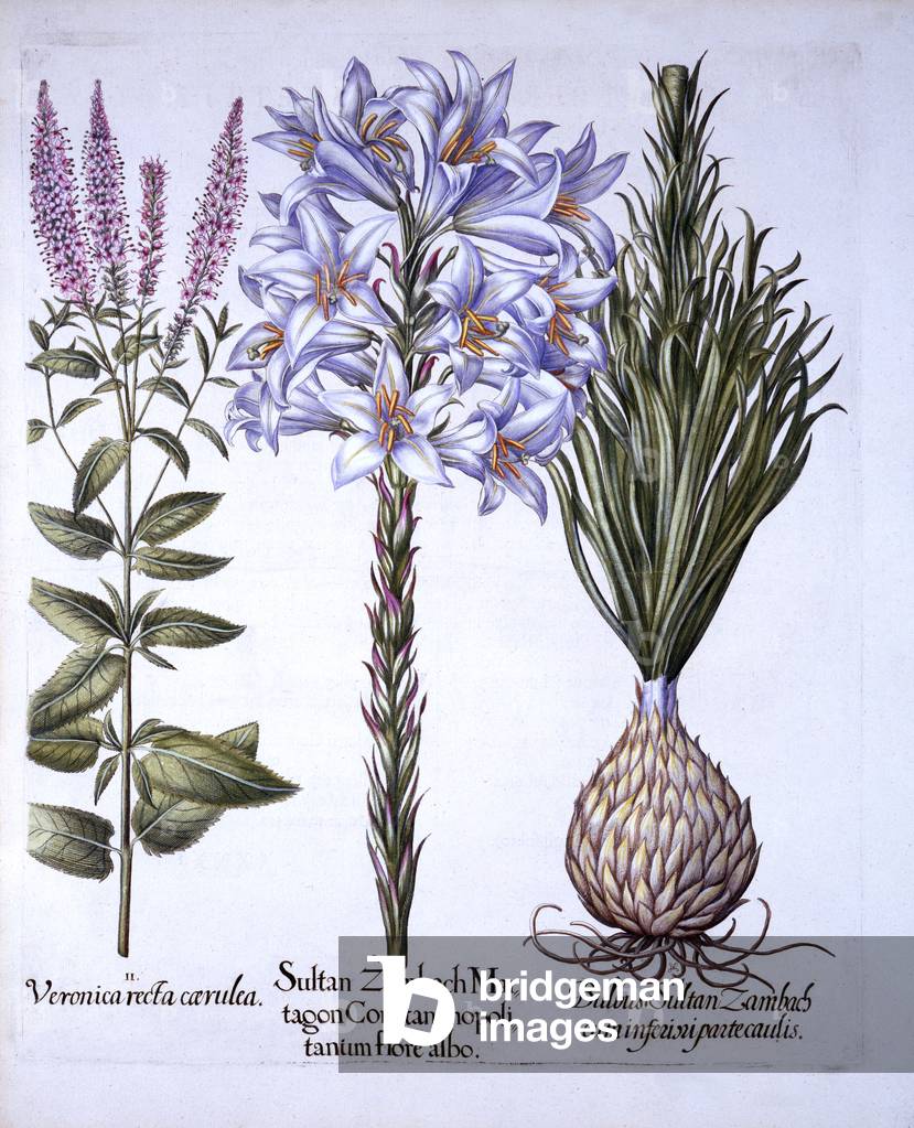 Sultan Zambach Lily and Bulb, Veronica, from 'Hortus Eystettensis', by Basil Besler (1561-1629), pub. 1613 (hand coloured engraving)