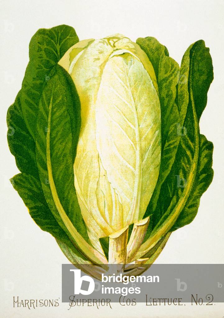 Harrisons' Superior Cos Lettuce, No. 2, illustration from 'Harrisons' Seed Catalogue', c.1900 (colour litho)