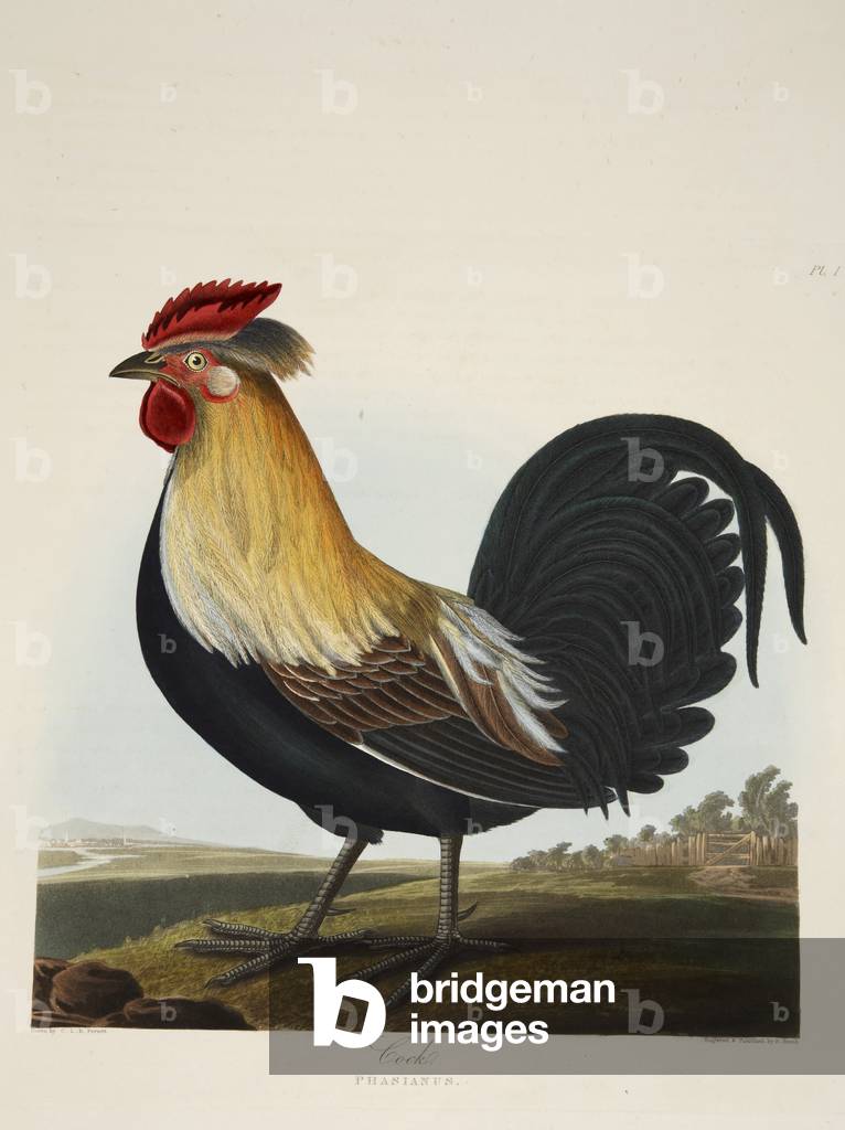 Cock, Phasianus, from 'A Selection of British Birds', pub. 1835 (hand coloured engraving) 