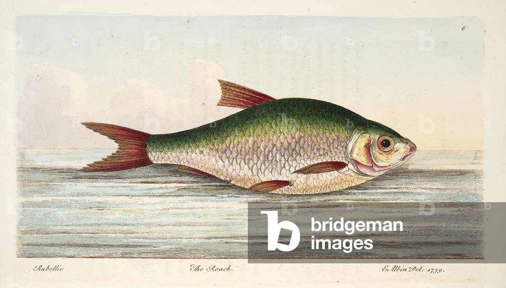 The Roach, from A Treatise on Fish and Fish-ponds, pub. 1832 (hand coloured engraving)