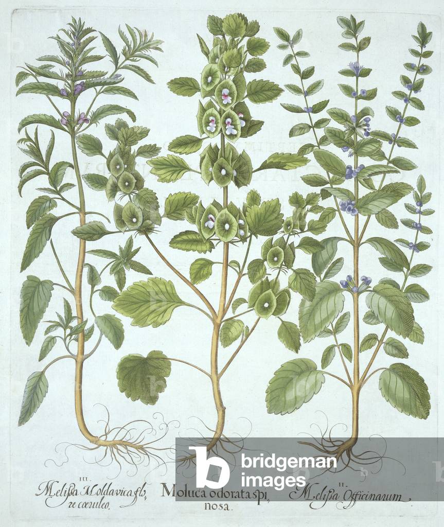 Three Types of Balm, from 'Hortus Eystettensis', by Basil Besler (1561-1629), pub. 1613 (hand-coloured engraving)