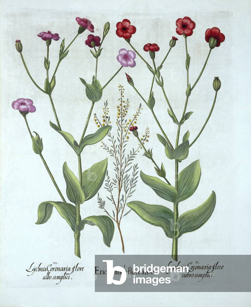 Heather and Two Kinds of Lychnis, from 'Hortus Eystettensis', by Basil Besler (1561-1629), pub. 1613 (hand-coloured engraving)