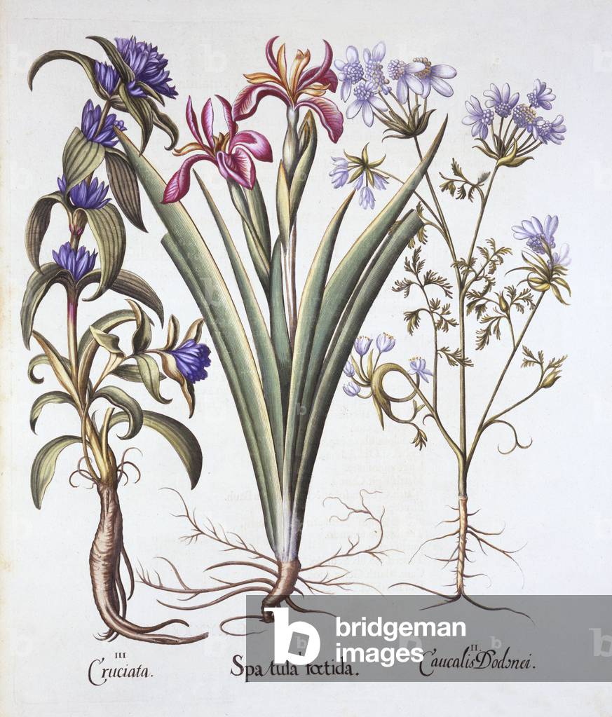 Stinking Iris, Orlaya, and Crosswort Gentian, from 'Hortus Eystettensis', by Basil Besler (1561-1629), pub. 1613 (hand coloured engraving)