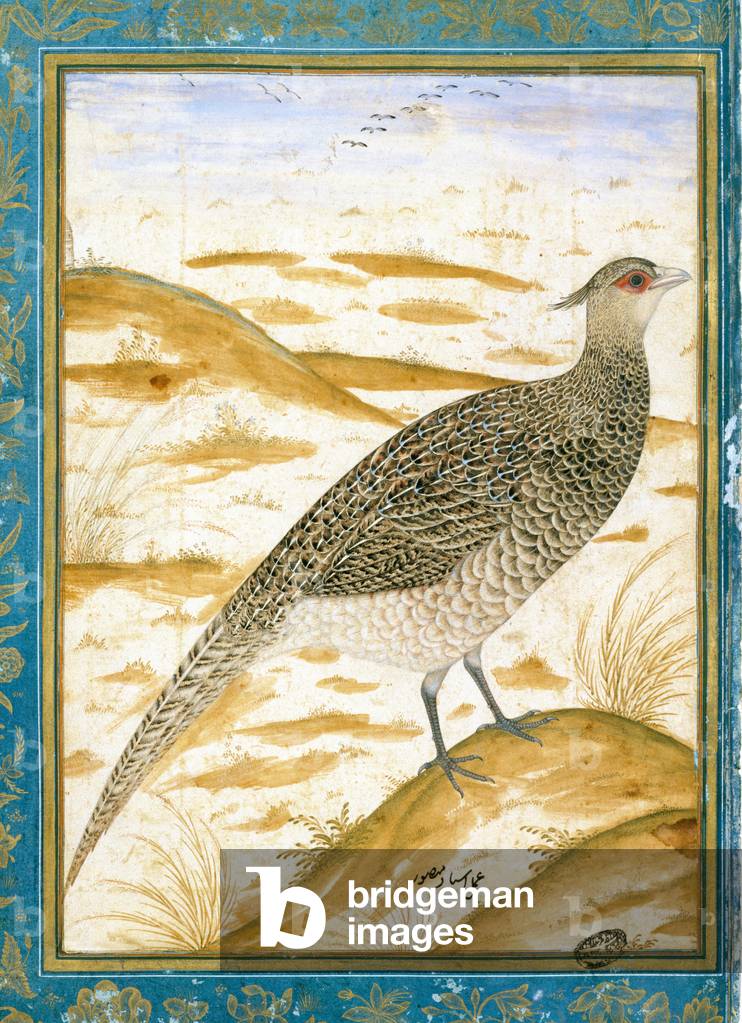 A Himalayan Cheer Pheasant against a Sandy Landscape, c.1620