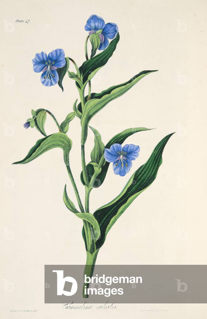 Sky-blue Commelina, from Floral Illustrations of the Seasons, pub. 1829 (hand coloured engraving)
