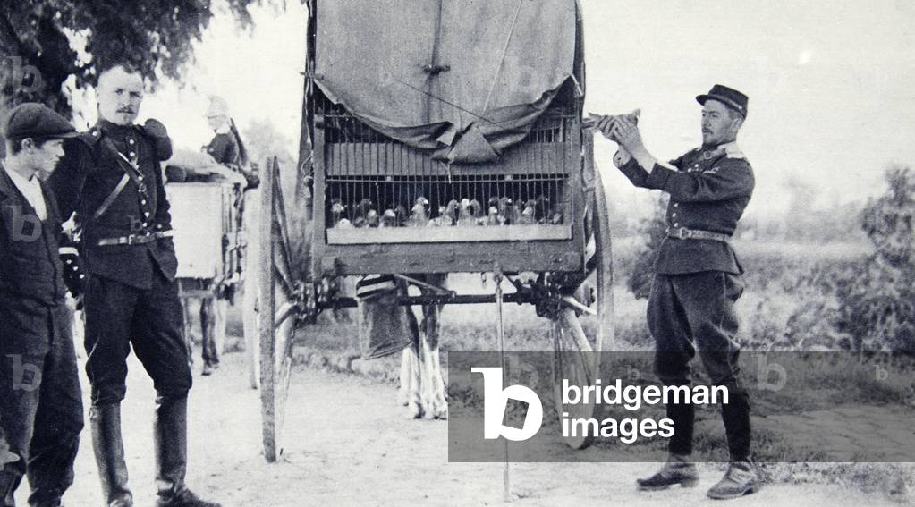 Dispatches by Pigeon-post: about to release a French army bird with a message for H.Q., from 'The Illustrated War News' (b/w photo)