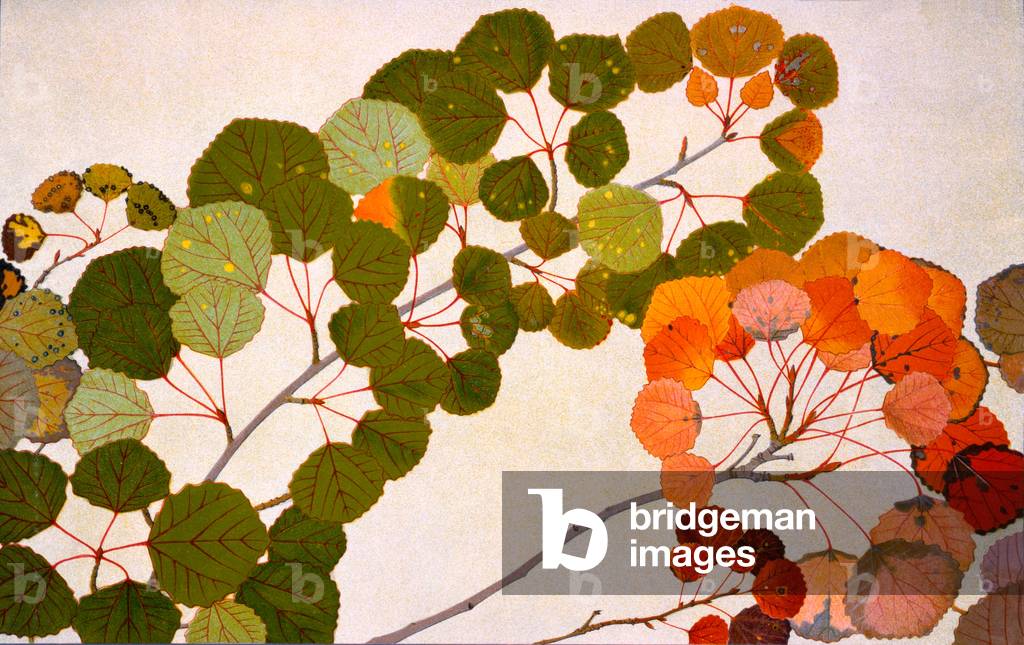 Populus tremula, or European aspen, 1907-09 (photogravure)