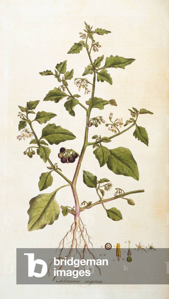 Solanum nigrum [nightshade], illustration from 'Flora Londiniensis' [Flowers of London] by William Curtis, published 1777-98 (colour engraving)