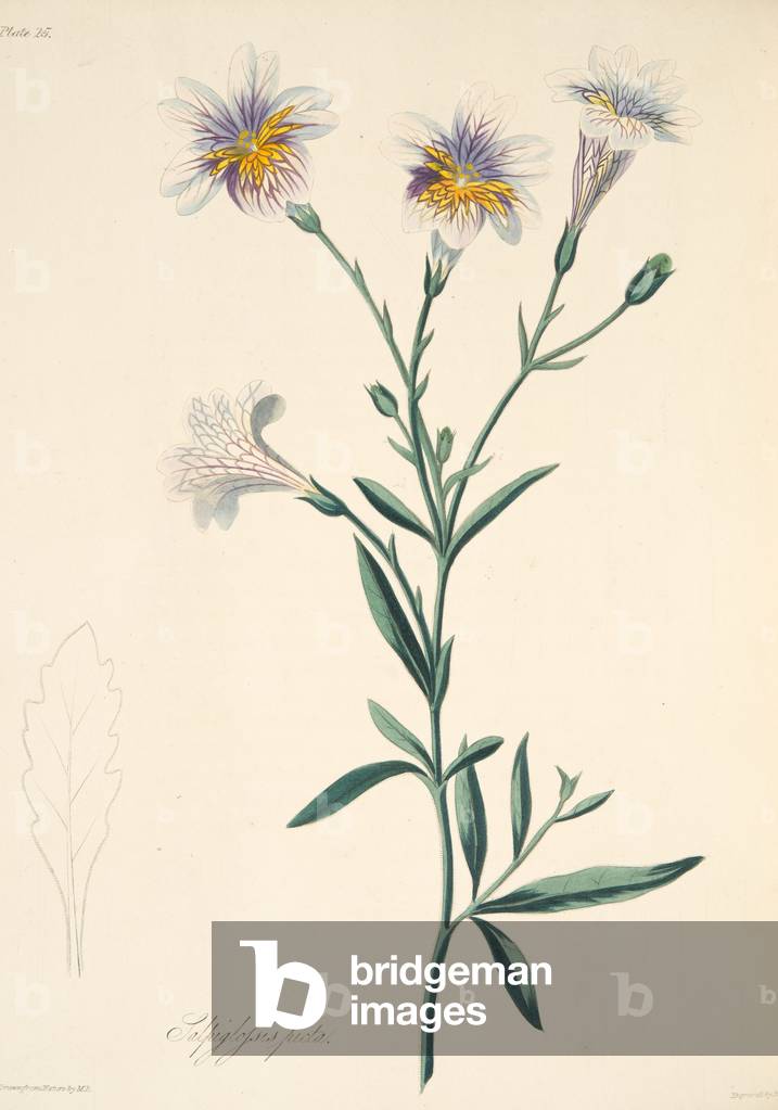 Painted Salpiglossis, from Floral Illustrations of the Seasons, pub. 1829 (hand coloured engraving)
