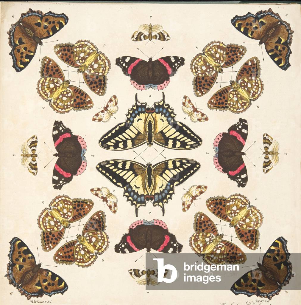 Detail from Plate II, from A Rare Depiction of Butterflies and Moths, pub. 1764 (hand coloured engraving)