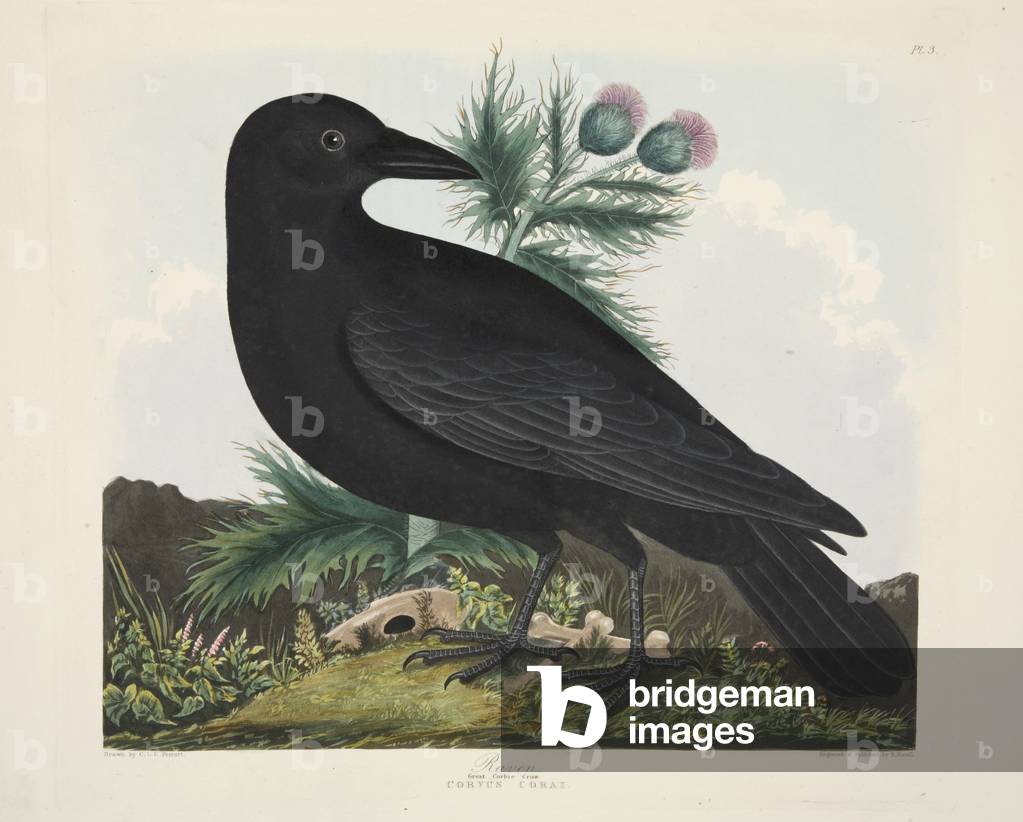 Raven, Corvus Corai, from 'A Selection of British Birds', pub. 1835 (hand coloured engraving) 