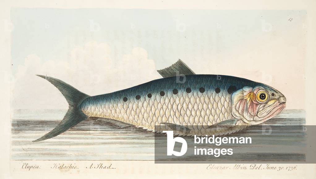 The Shad, from A Treatise on Fish and Fish-ponds, pub. 1832 (hand coloured engraving)