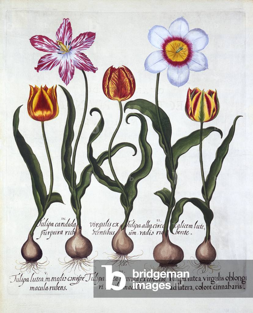 Five Tulips, from 'Hortus Eystettensis', by Basil Besler (1561-1629), pub. 1613 (hand-coloured engraving)