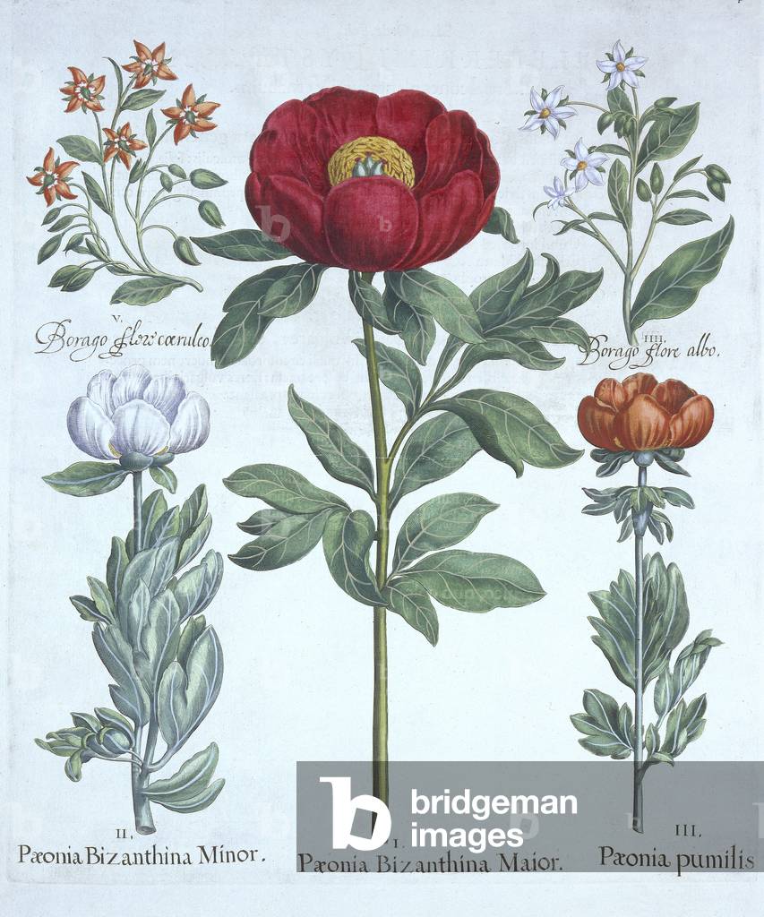 Paeonies and Borage, from 'Hortus Eystettensis', by Basil Besler (1561-1629), pub. 1613 (hand-coloured engraving)