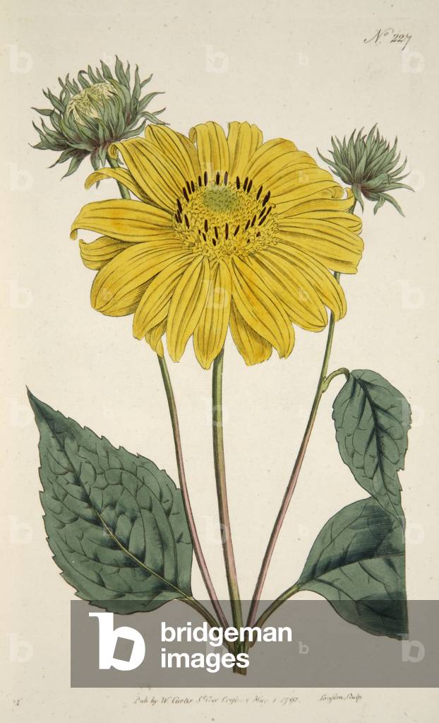 Sunflower, from The Botanical Magzaine or Flower Garden Displayed, pub. 1796 (hand coloured engraving)