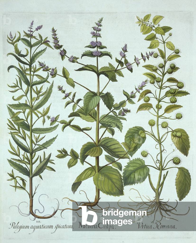Spearmint, Roman Nettle and Long-Leaved Horsemint, from 'Hortus Eystettensis', by Basil Besler (1561-1629), pub. 1613 (hand-coloured engraving)
