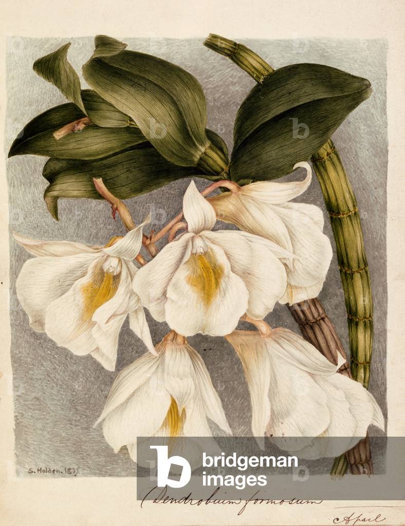 Dendrobium Formosum, c.1839 (watercolour)