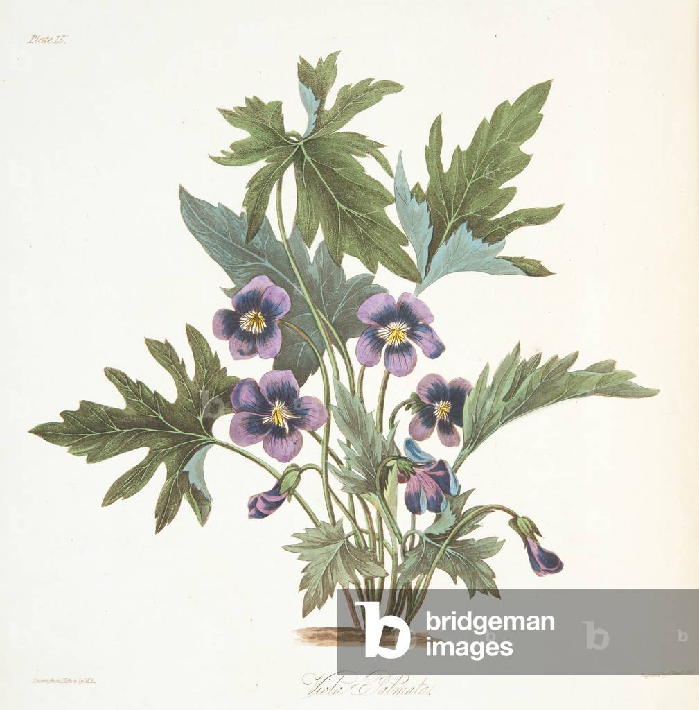 Palmate leaved Violet, from Floral Illustrations of the Seasons, pub. 1829 (hand coloured engraving)