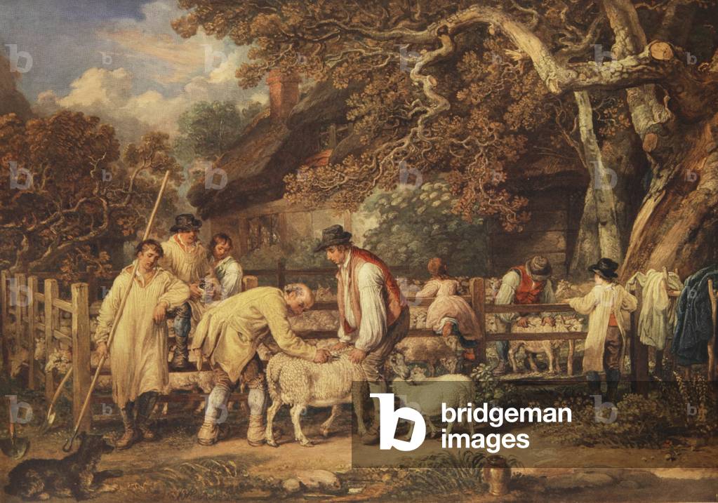 Tasatura delle pecore, c.1820 (colore lito)