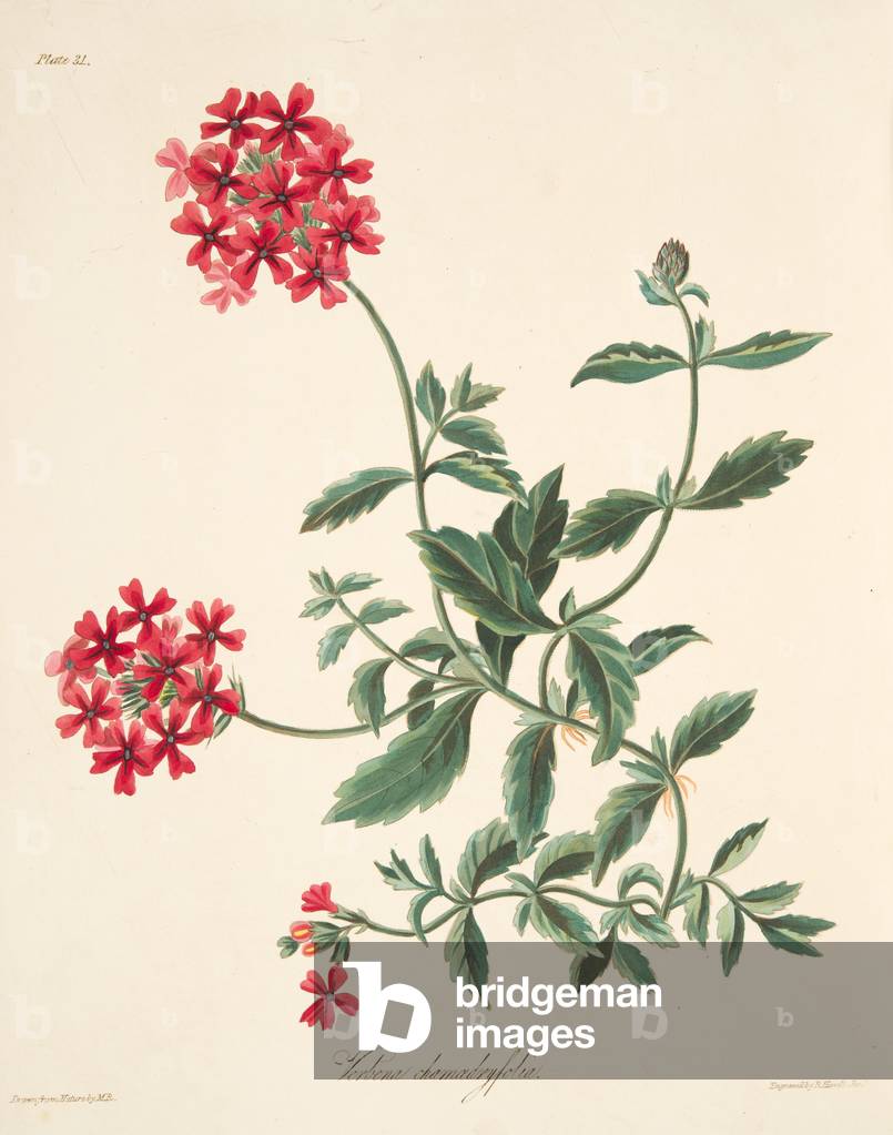 Scarlet flowered Vervain, from Floral Illustrations of the Seasons, pub. 1829 (hand coloured engraving)