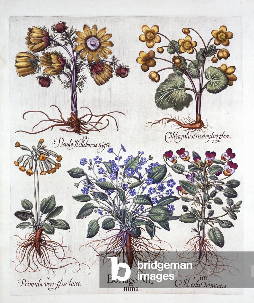 Ipheion 'Rolf Fiedler' Spring Starflower, Marsh Marigold, Pseudo Helleborus, Viola Tricolor and Cowslip, from 'Hortus Eystettensis', by Basil Besler (1561-1629), pub. 1613 (hand-coloured engraving)