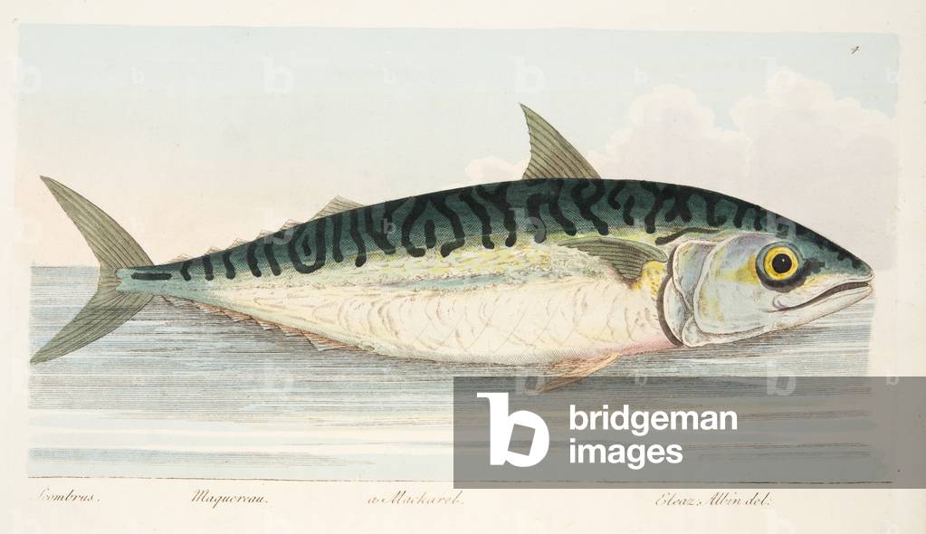 The Mackerel, from A Treatise on Fish and Fish-ponds, pub. 1832 (hand coloured engraving)