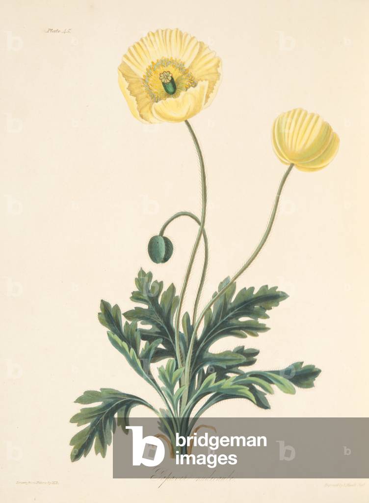 Naked-stalked Poppy, from Floral Illustrations of the Seasons, pub. 1829 (hand coloured engraving)