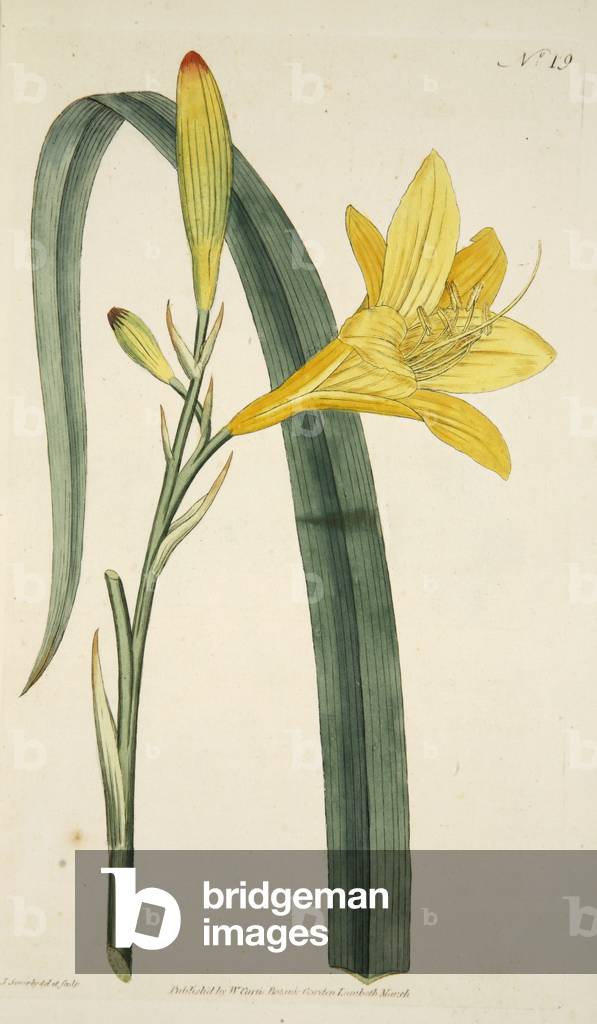 Hemerocallis Flava (Yellow Day Lily) from The Botanical Magzaine or Flower Garden Displayed, pub. 1796 (hand coloured engraving)