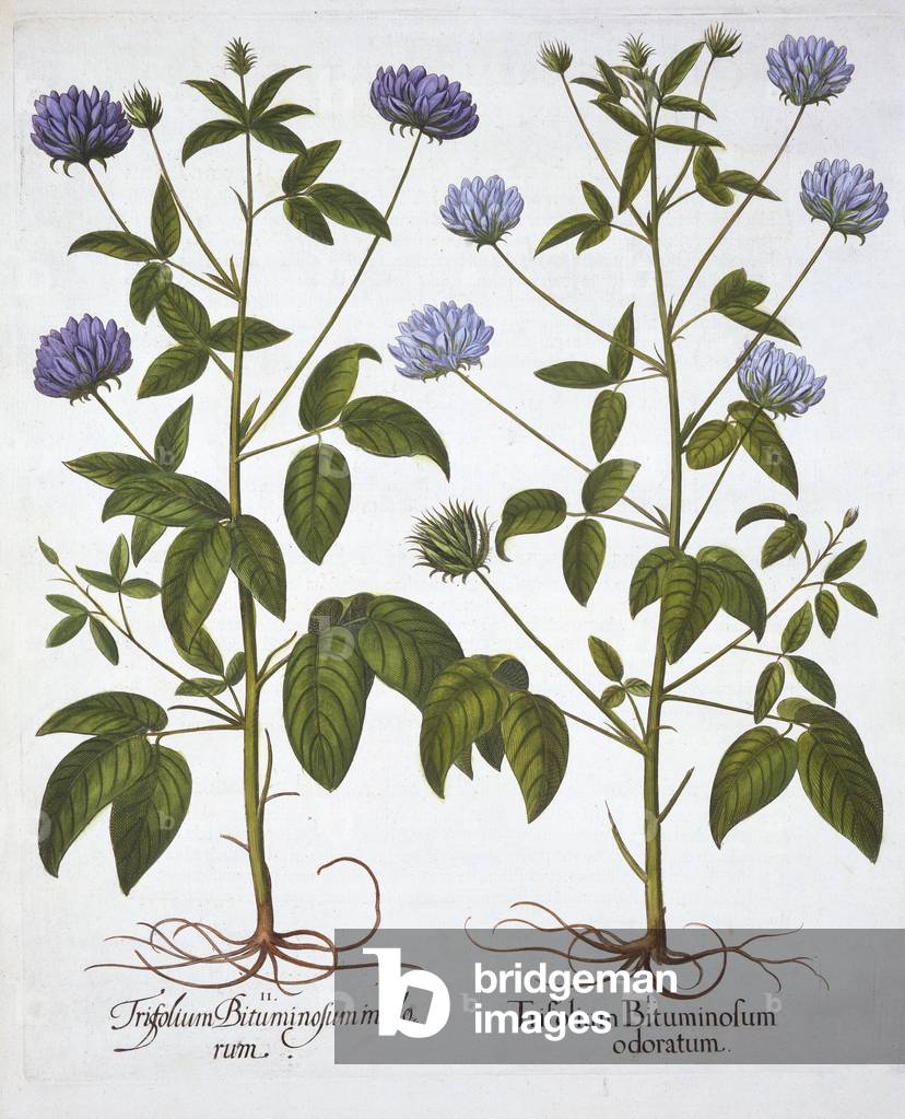 One-Flowered Clovers, from 'Hortus Eystettensis', by Basil Besler (1561-1629), pub. 1613 (hand-coloured engraving)