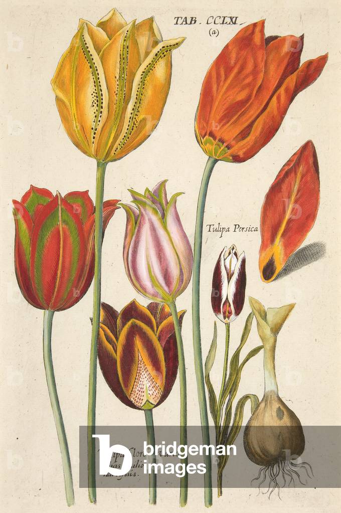 Tulips. From Florilegium novum, hoc est Variorum Maximeque Radiorum Florum ac Plantorum, pub. 1612 (hand coloured engraving)