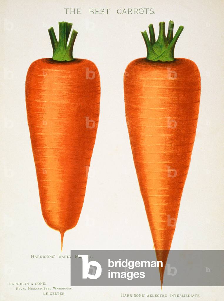 The Best Carrots, illustration from 'Harrisons' Seed Catalogue' c.1900 (colour litho)