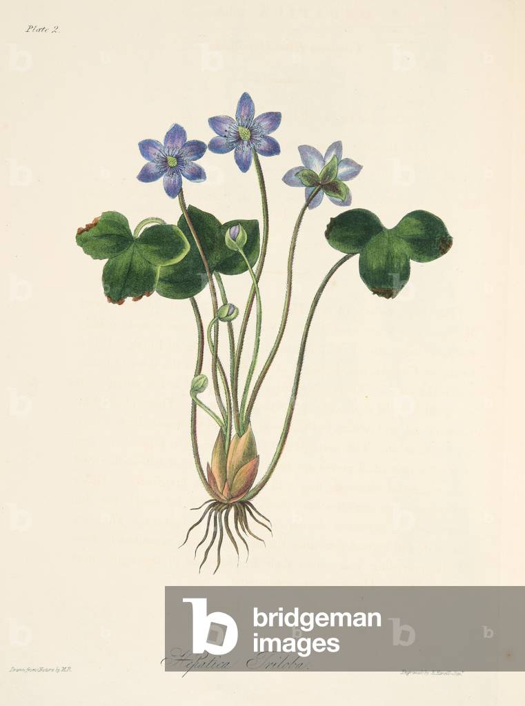 Common Blue Hepatica, from Floral Illustrations of the Seasons, pub. 1829 (hand coloured engraving)