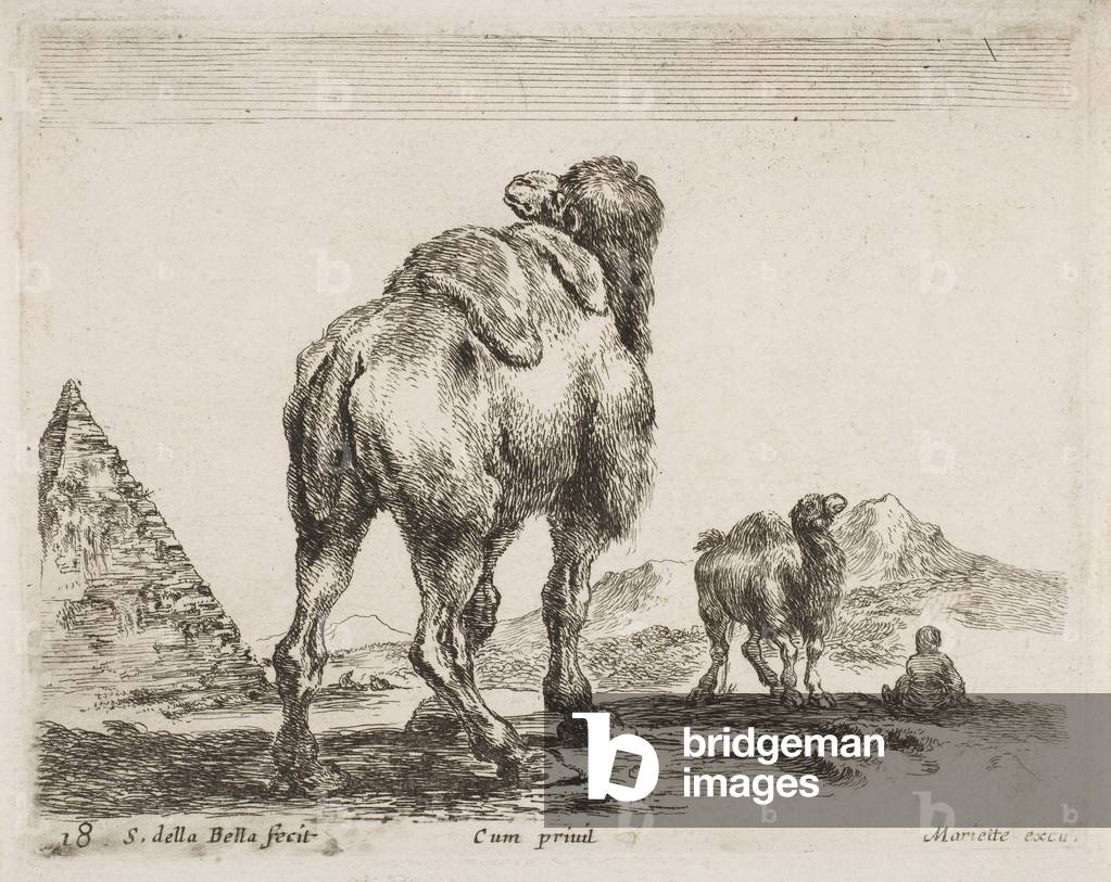 Camel viewed from behind, pub. 1641 from Diversi Animali (etching)
