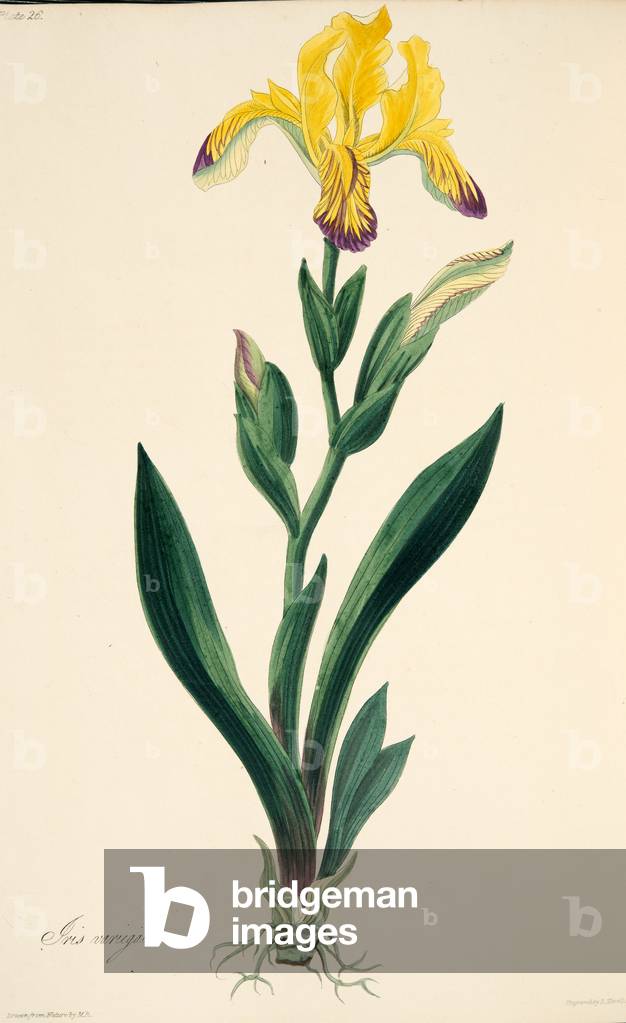 Variegated Iris, from Floral Illustrations of the Seasons, pub. 1829 (hand coloured engraving)